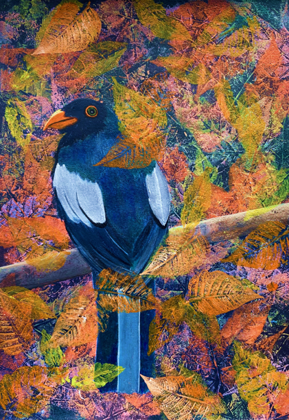 Trogón azul en naranja